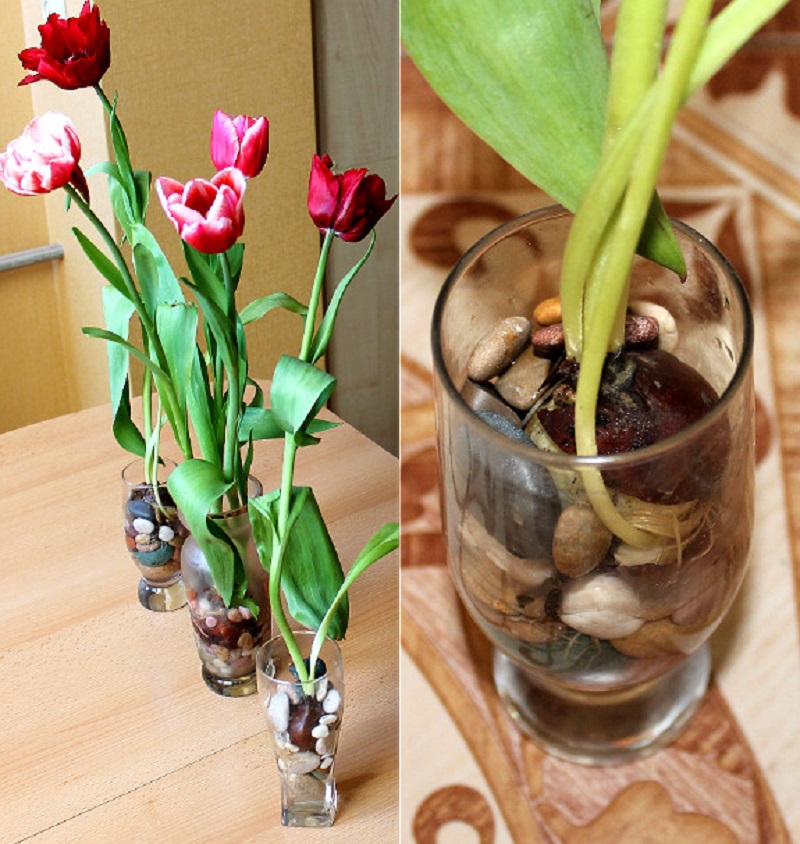 Цветущие тюльпаны круглый год! Секрет: вот как можно вырастить тюльпаны совсем без земли.