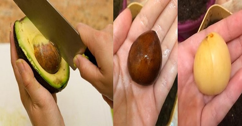 Полезные свойства косточки авокадо