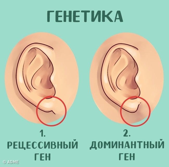 Узнайте, что ваши уши говорят о вас
