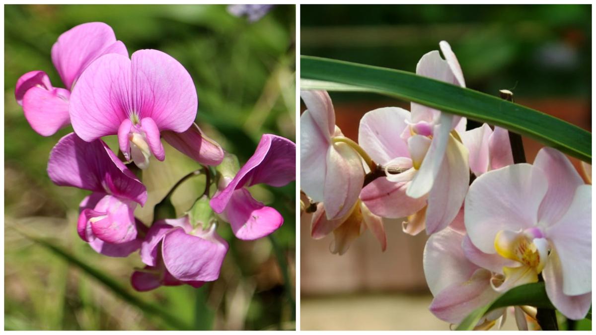 Как вырастить душистый горошек — любимый цветок английских садоводов