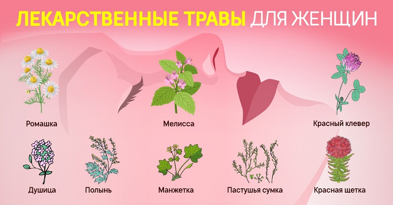 8 лекарственных трав для женщин: без всякой химии сохраняют молодость и здоровье. Дары полей для красоты.