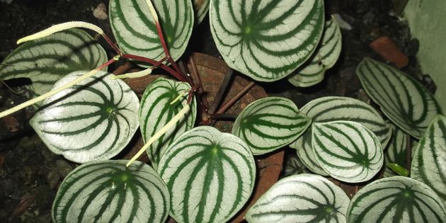 20 неубиваемых домашних растений, которые выживут почти без ухода