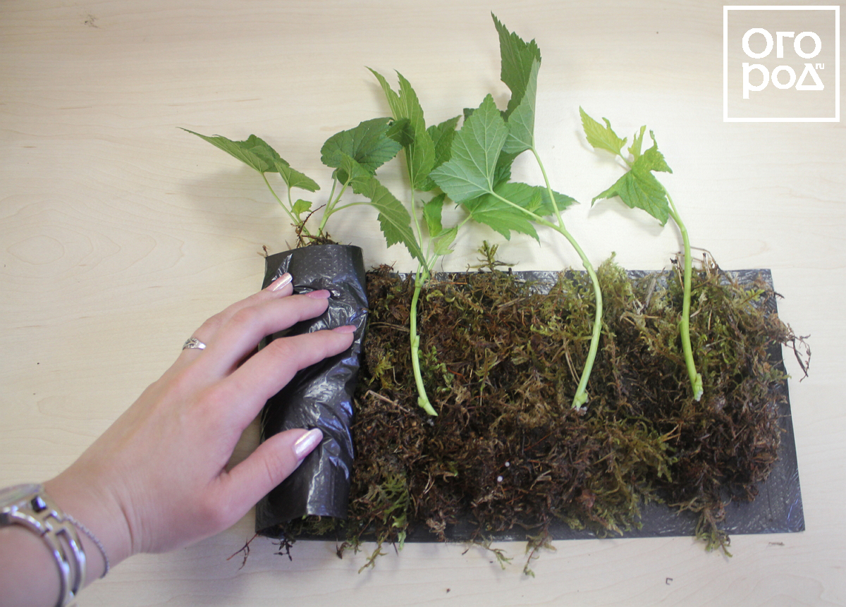 Размножение смородины зелеными черенками летом: мастер-класс с фото