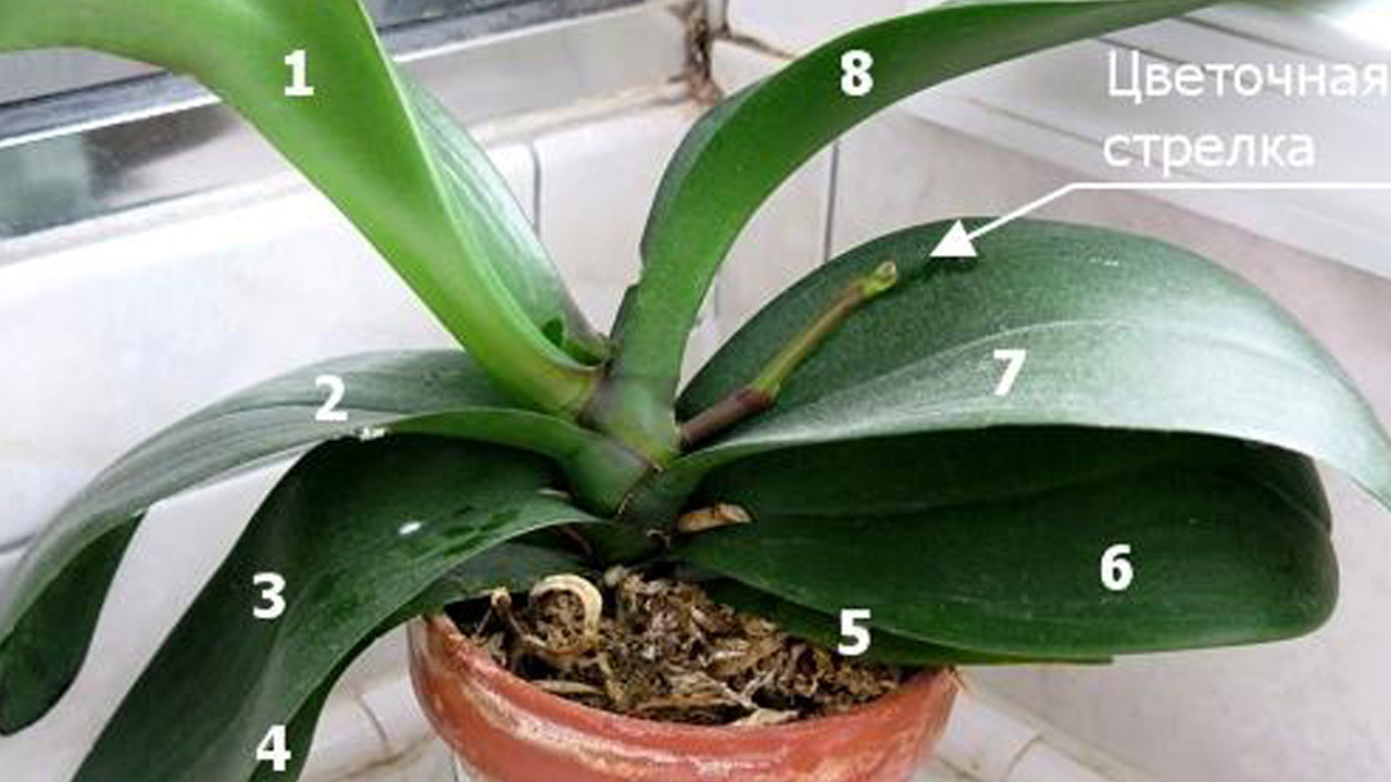Почему несколько лет не цветет. Орхидея фаленопсис выпустила цветонос. Фаленопсис Кресс. Цветонос у орхидеи. Орхидея Дендробиум цветонос.