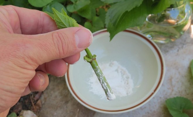 Летнее размножение декоративных растений зелеными черенками
