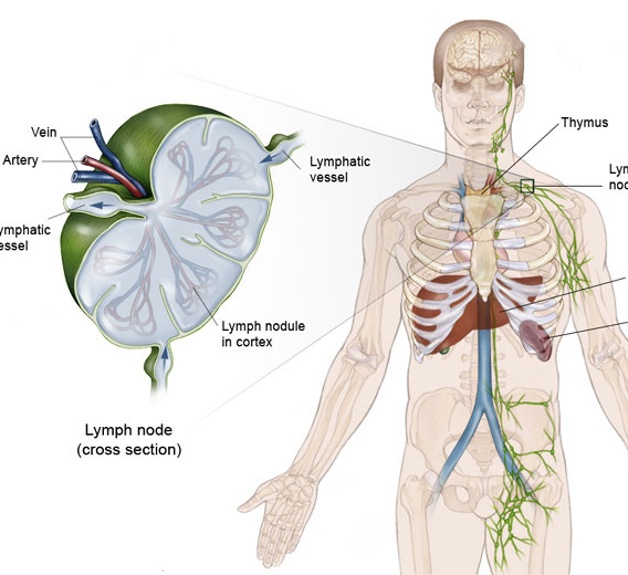 Лимфатическая система: Когда следует беспокоиться? - ЖенскиеМелочи