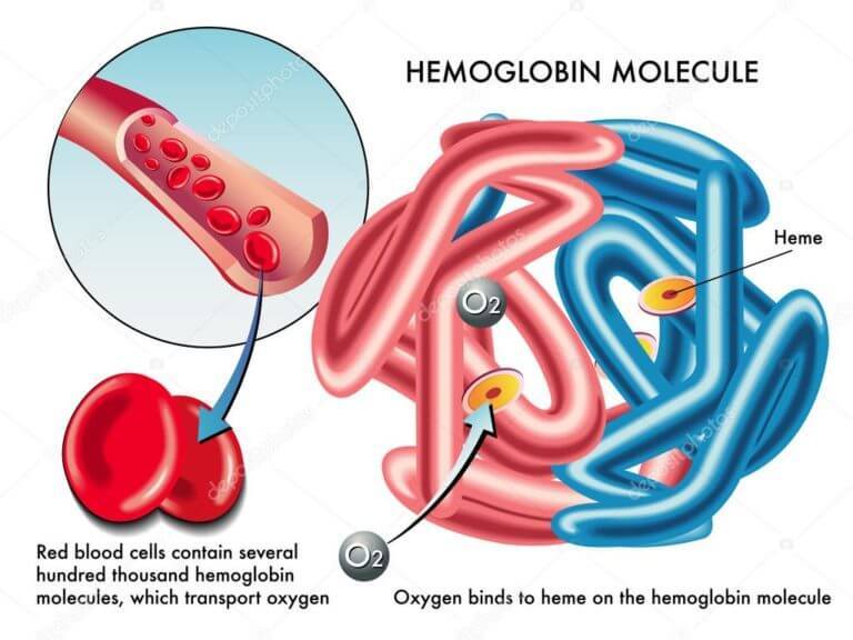 Причины низкого или высокого уровня гемоглобина