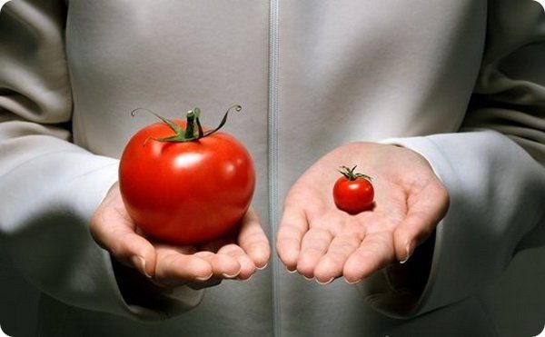 Как отличить помидоры с ГМО от натуральных?