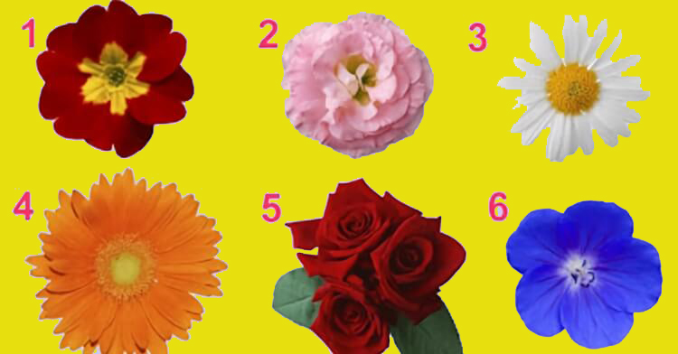 Просто выбери цветочек, а мы тебе расскажем кое-что интересное о твоей женственности