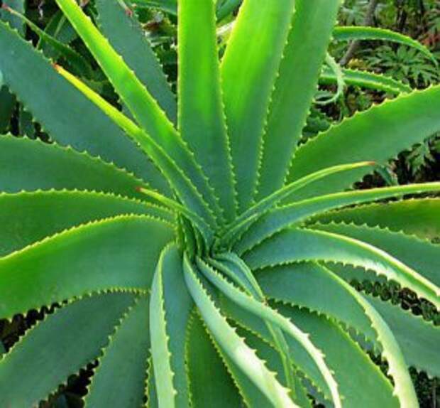 Египтяне называли это растение «растением бессмертия»! Вот на что способно алоэ вера для вашего организма!